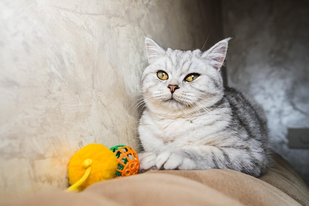 Chat clair mignon jouant au jouetGros plan photo d'un jeune chat gris sur un canapé