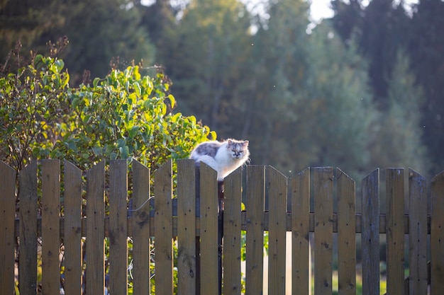 Chat sur une clôture, le chat des voisins regarde le photographe