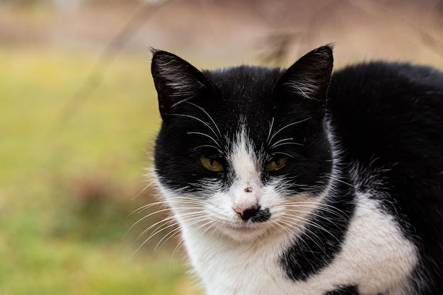 Chat sur la clôture dans la rue