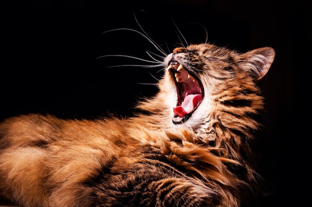 Chat en colère sur fond noir