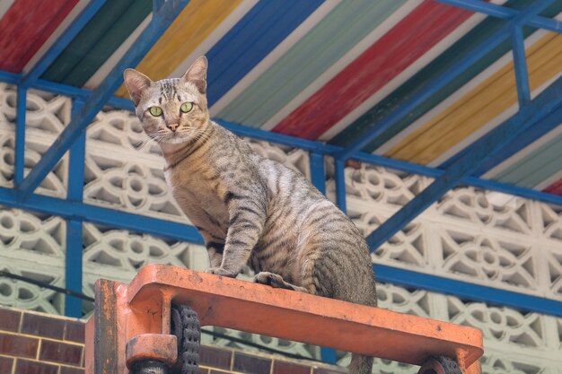 Chat en colère avec malheureux de près