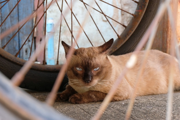 Chat en colère avec malheureux de près