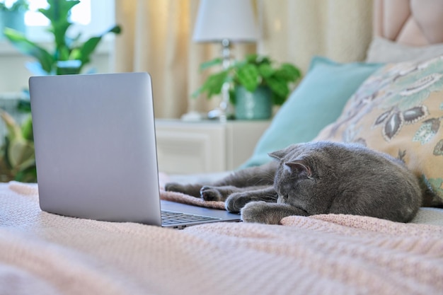 Chat de compagnie allongé à la maison sur le lit avec un ordinateur portable