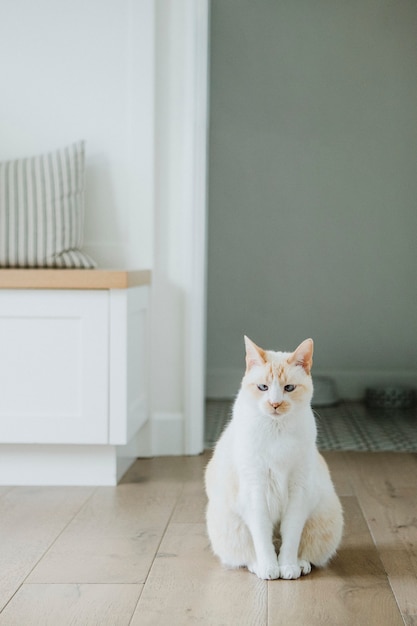 Chat de compagnie assis sur le plancher de bois franc