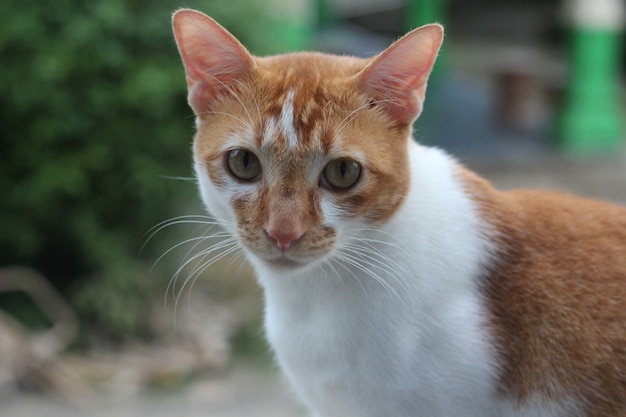 Chat De Compagnie Orange Et Blanc Tres Mignon Photo Premium