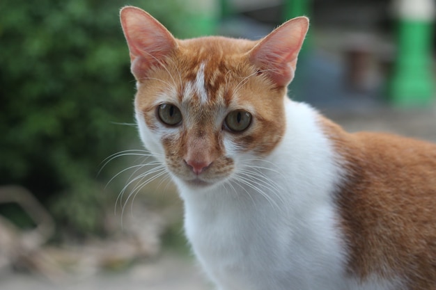 Chat de compagnie orange et blanc très mignon