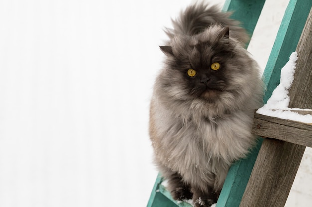 Chat coon principal moelleux gris aux yeux jaunes debout dans les escaliers et regardant la caméra