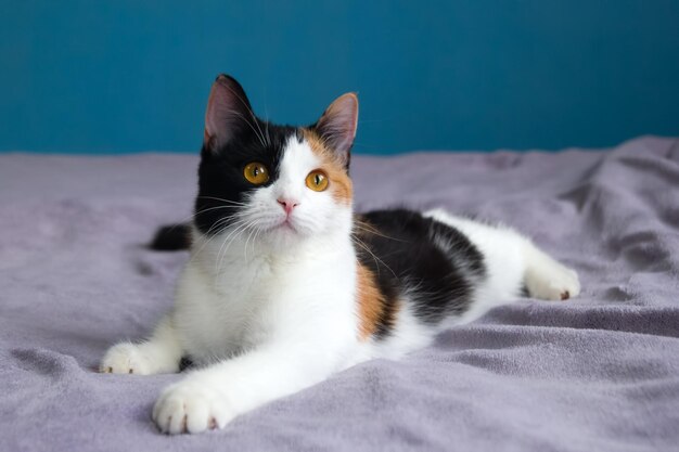 Le chat à coquille de tortue mignon et fatigué se repose sur la couverture violette.