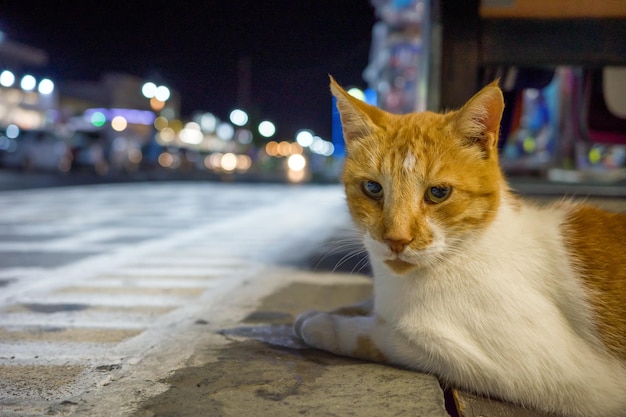 Chat couché au centre de la station touristique la nuit en Grèce