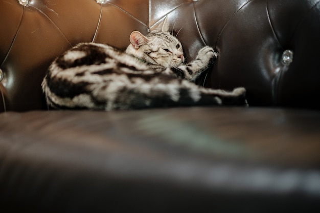 Chat couché sur le canapé