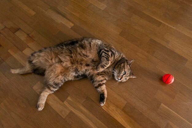 Chat couché à côté d'un ballon