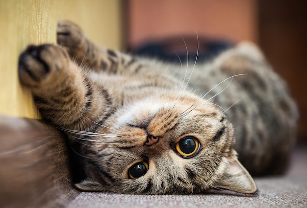 Un chat couché sur le dos sur le sol