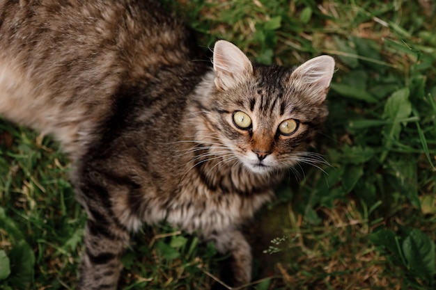 Chat couché sur l'herbe