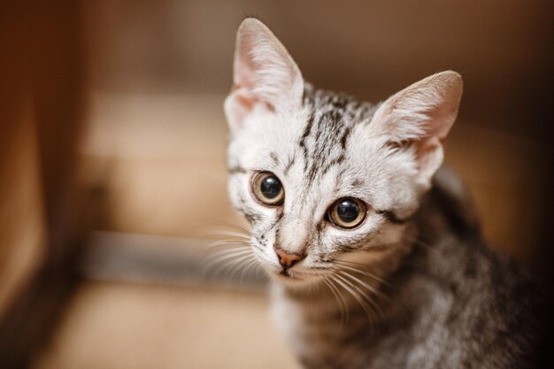 Le chat couché sur la maison avec une belle couleur de fond Chat endormi à la maison sur un fond clair flou Les chats se reposent après avoir mangé