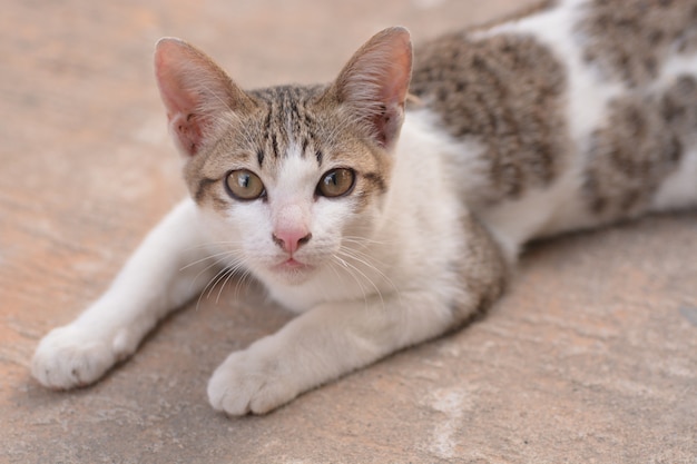 chat couché sur le sol pour le fond