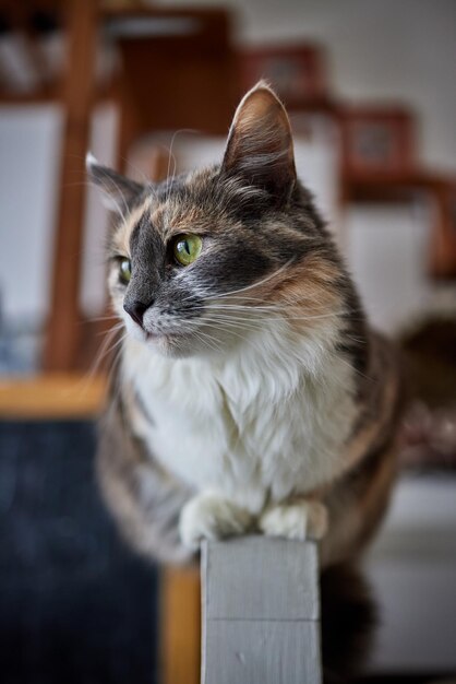 Chat couché sur une table en bois regardant la caméra.