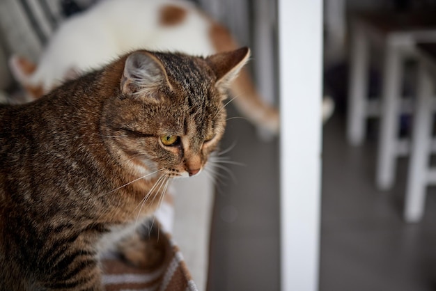 Chat couché sur une table en bois regardant la caméra.