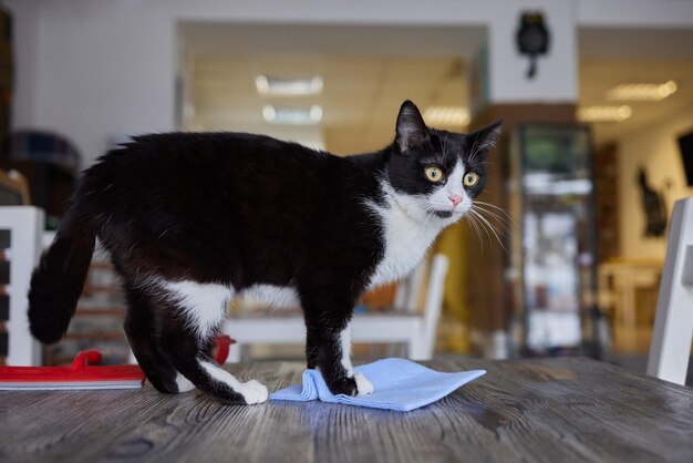 Chat couché sur une table en bois regardant la caméra