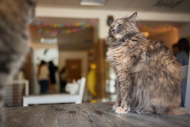 Chat couché sur une table en bois regardant la caméra