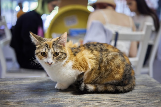 Chat couché sur une table en bois regardant la caméra