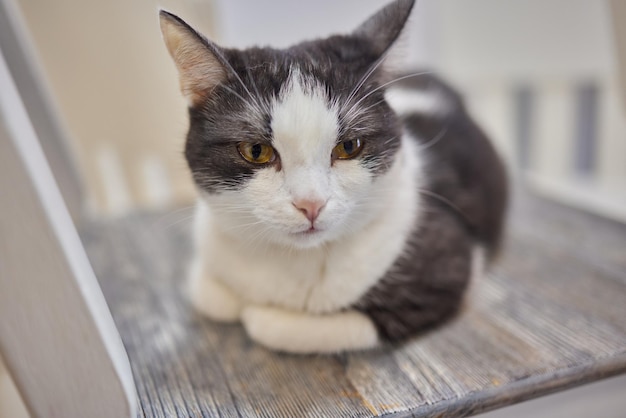 Chat couché sur une table en bois regardant la caméra