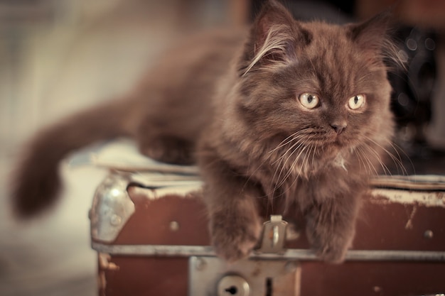 Chat couché sur une valise