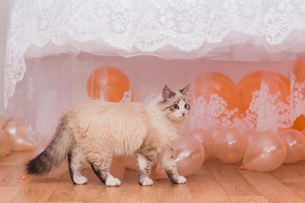 Le chat et les couilles sous la robe de mariée