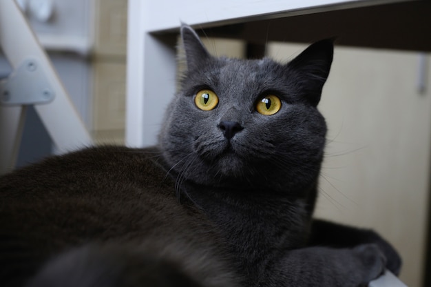 Chat de couleur fumé noir avec des yeux jaune vif reposant allongé sur une chaise