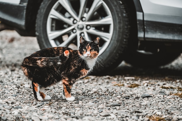 Chat de couleur noir et marron à l'extérieur de la maison.