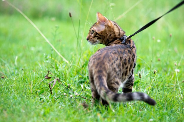 Le chat court sur une pelouse