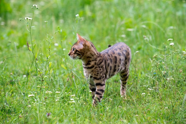 Le chat court sur une pelouse