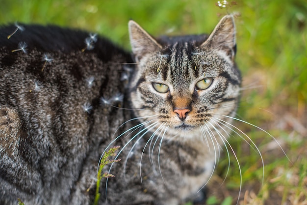 Chat couvert de graines dans un champ de pissenlits