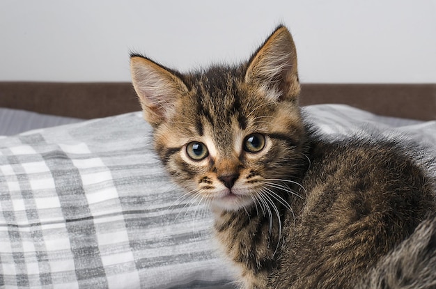 Un chat avec une couverture à carreaux dessus