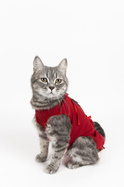 Chat en couverture médicale rouge pour chats, isoler sur blanc