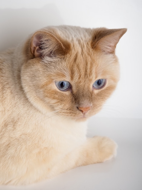 Chat à la crème thaïlandaise, chat blanc avec nez et queue rouges sur mur blanc