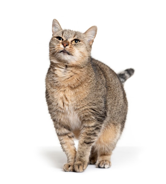 Chat croisé en levant isolé sur blanc