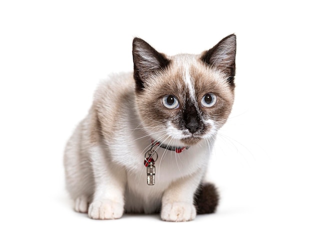 Chat croisé portant un tube de collier capsule pour l'identification et une cloche