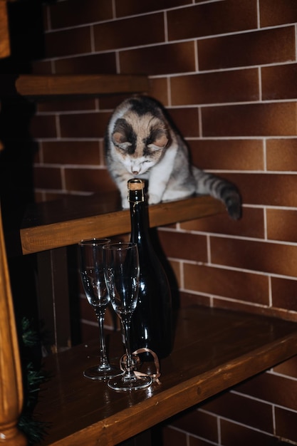 Un chat curieux mignon renifle du champagne et des verres prêts pour la fête d'anniversaire ou la fête du nouvel an