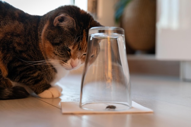 Chat curieux regardant attentivement une guêpe attrapée ou voler dans un bécher en verre inversé La vie de l'animal à la maison