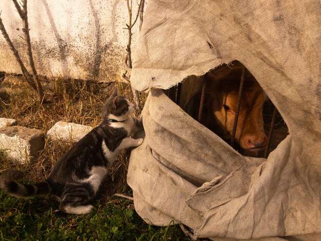 Le chat curieux et le veau