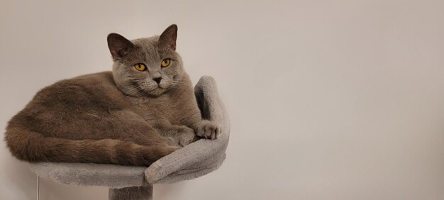 Photo un chat dans un arbre à chat