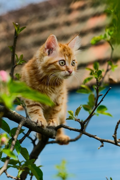 Un chat dans un arbre