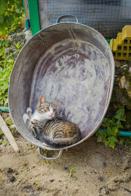 Chat dans le bassin en métal