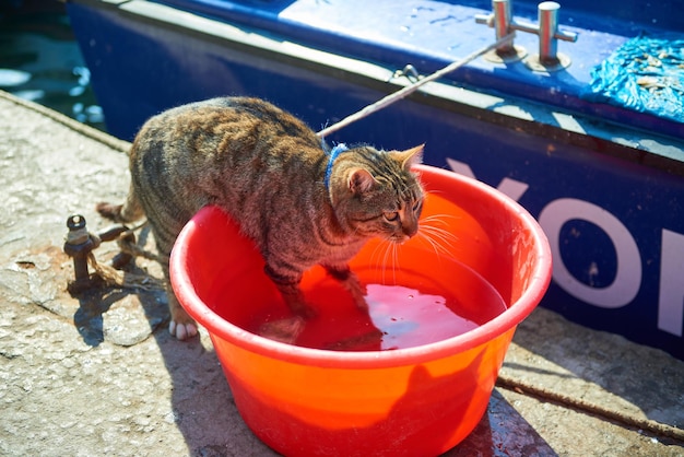 Chat dans le bassin