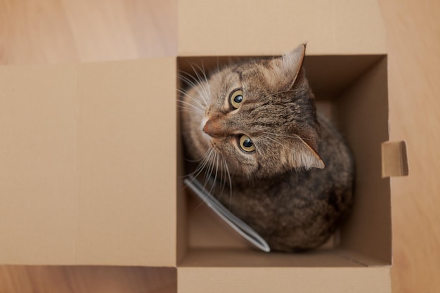 Un chat dans une boîte.