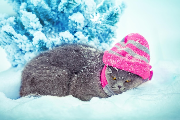 Chat dans un bonnet et une écharpe tricotés dans la neige à côté du sapin de Noël