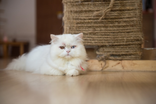 Chat dans le café