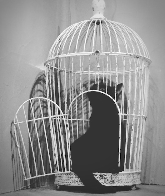 Photo le chat dans une cage antique