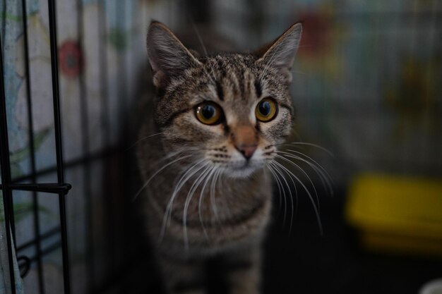 Un chat dans une cage avec une balle jaune sur le devant.