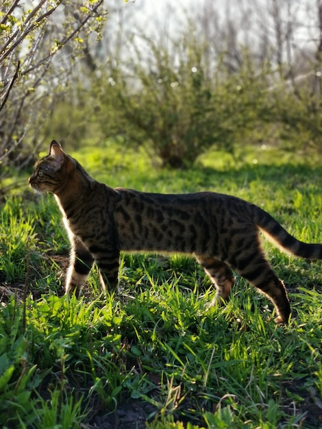 Photo un chat dans un champ